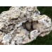 Chalcedon